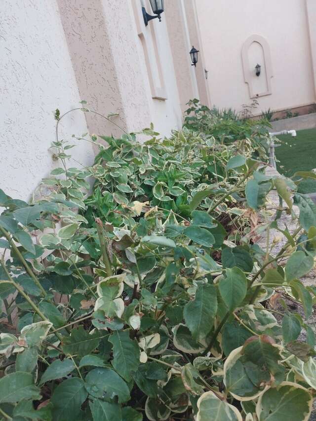 Гостиница Перчем Судак-124